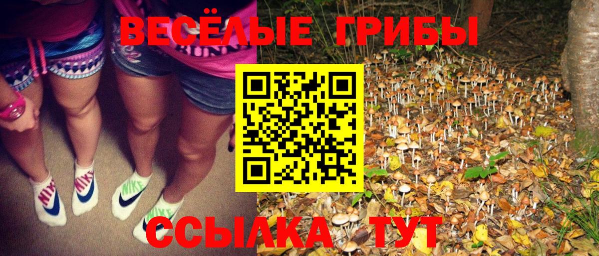 купить наркотики цена  Вход с VPN  Избербаш  Псилоцибиновые грибы прущие грибы  Псилоцибиновые грибы GOLDEN TEACHER 